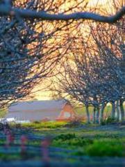 The generalapos;s yo