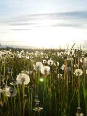 The Heavenly Eye Gho