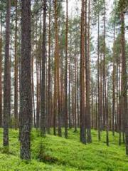 Shocking! This prota