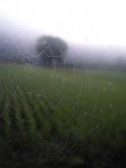 One Pregnancy, Two B