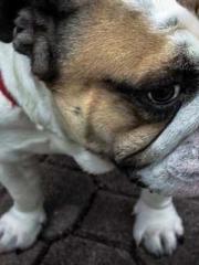 Rebirth of the Urban