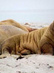 lt;Heavenly Fire Dyn