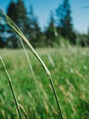 The generalapos;s yo